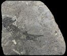 Discosauriscus (Early Permian Reptiliomorph) #62685-1